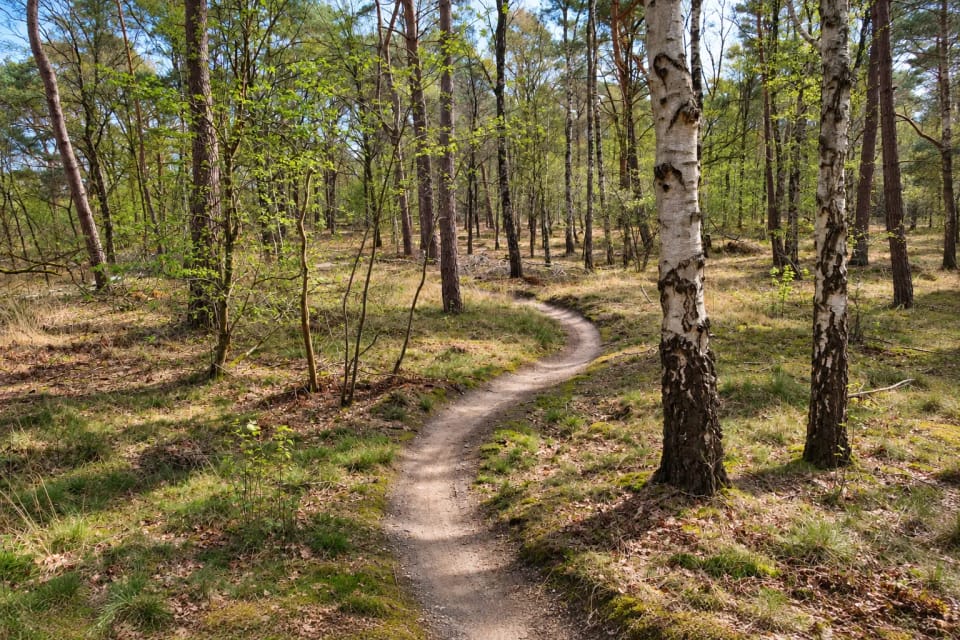 Smalle slingerende singletrack tussen berken en dennen in Stadsbos013 bij Tilburg